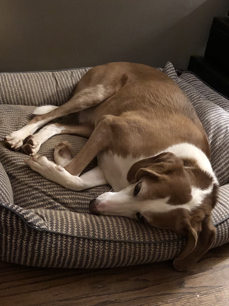 Cooper, an American Foxhound tested with EmbarkVet.com