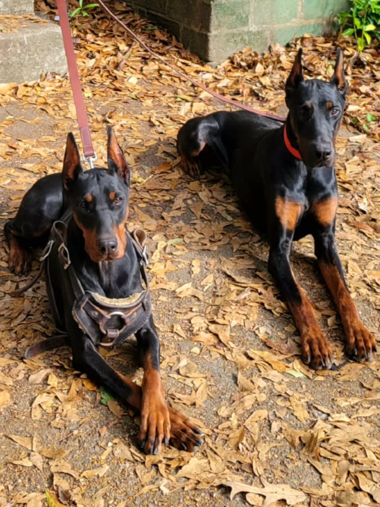 Duke, a Doberman Pinscher tested with EmbarkVet.com