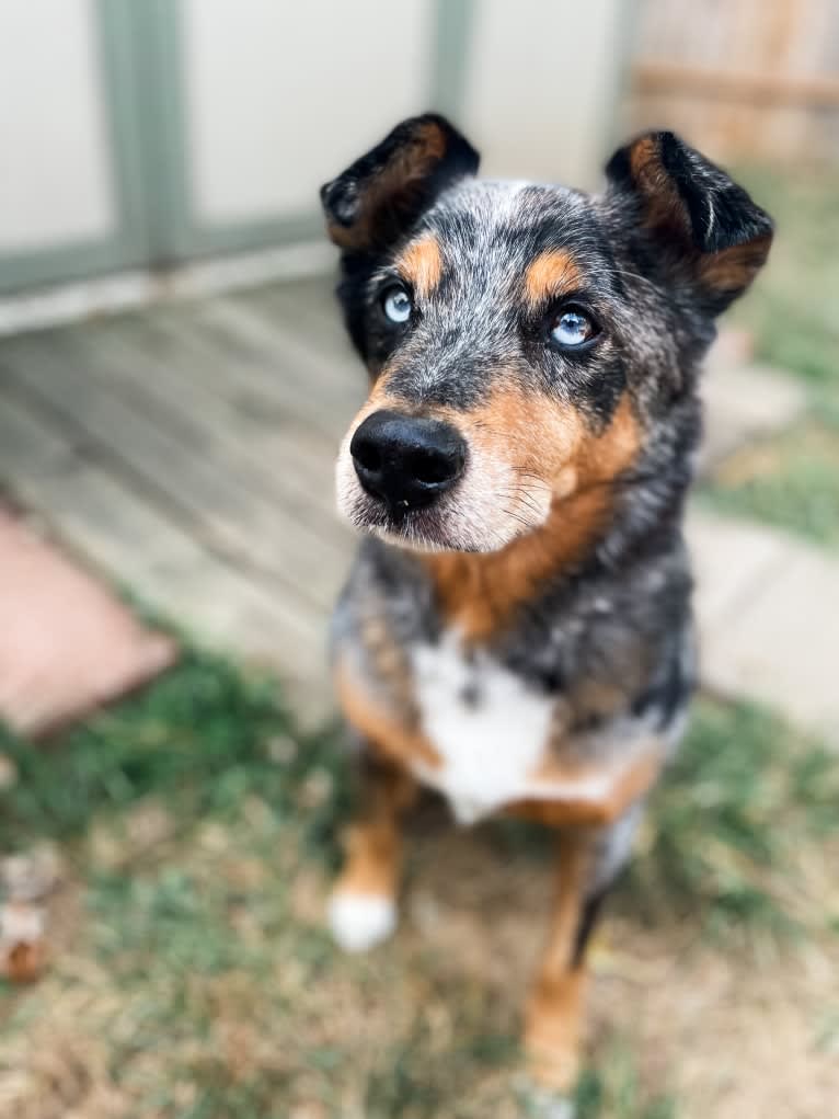 Kaydo, an Australian Shepherd and American Pit Bull Terrier mix tested with EmbarkVet.com