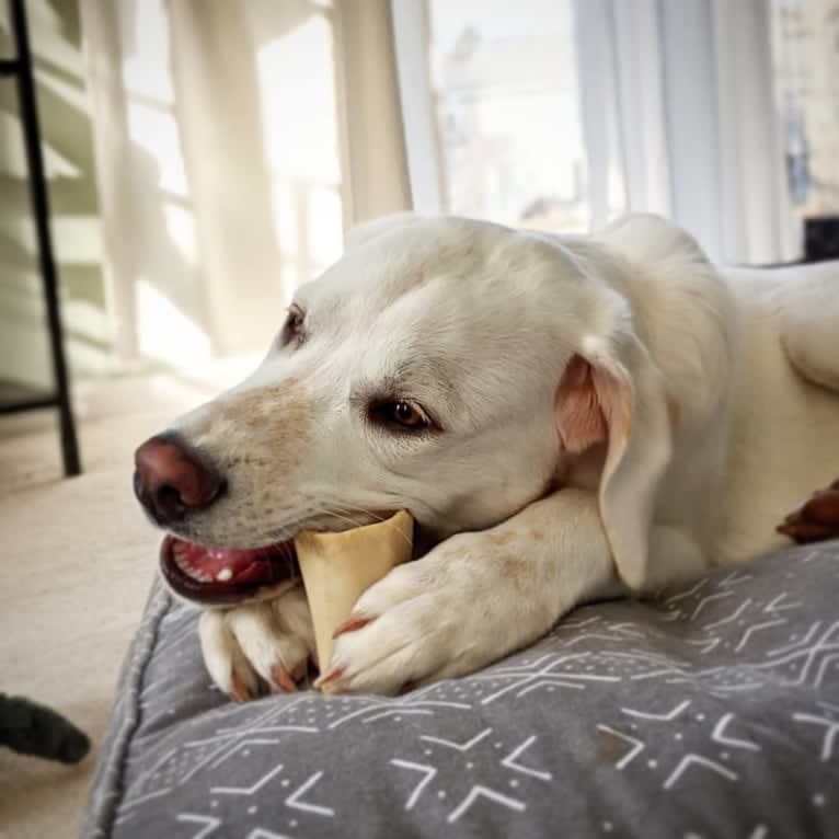 Jack Frost, a Great Pyrenees and Labrador Retriever mix tested with EmbarkVet.com