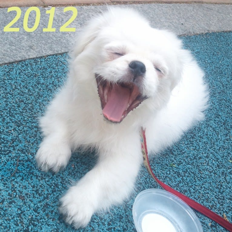 Tommy W. Rooney Jr, a Pekingese tested with EmbarkVet.com