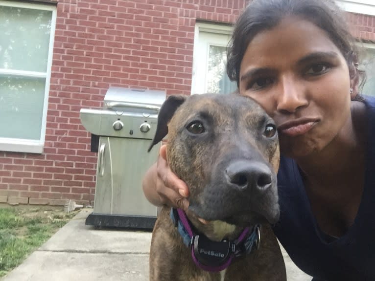 Roscoe, an American Pit Bull Terrier and Rottweiler mix tested with EmbarkVet.com