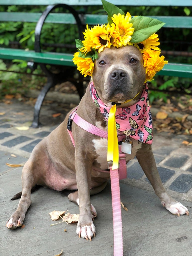 Stevie Nicks, an American Staffordshire Terrier tested with EmbarkVet.com