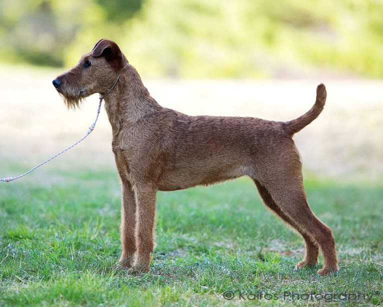 Kincora’s Elwha Dawn, an Irish Terrier tested with EmbarkVet.com