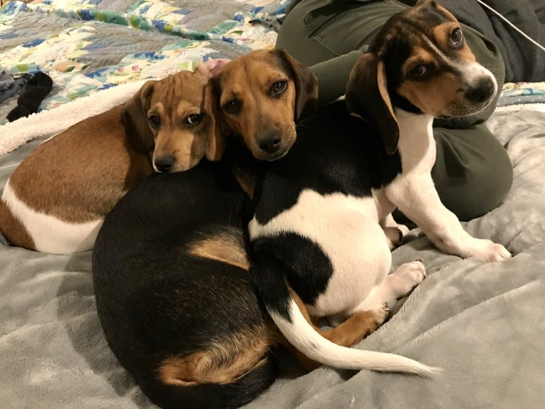 Bandit, a Treeing Walker Coonhound and Beagle mix tested with EmbarkVet.com