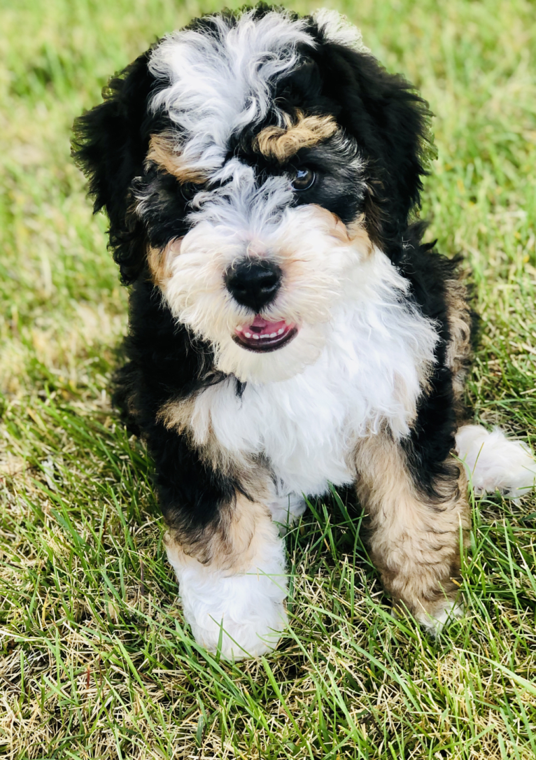 Hattie, a Bernese Mountain Dog and Poodle (Small) mix tested with EmbarkVet.com