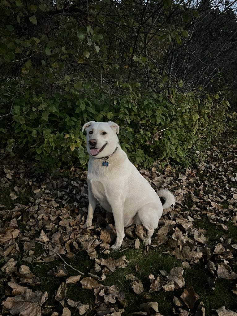 Colt, a Siberian Husky and American Bulldog mix tested with EmbarkVet.com