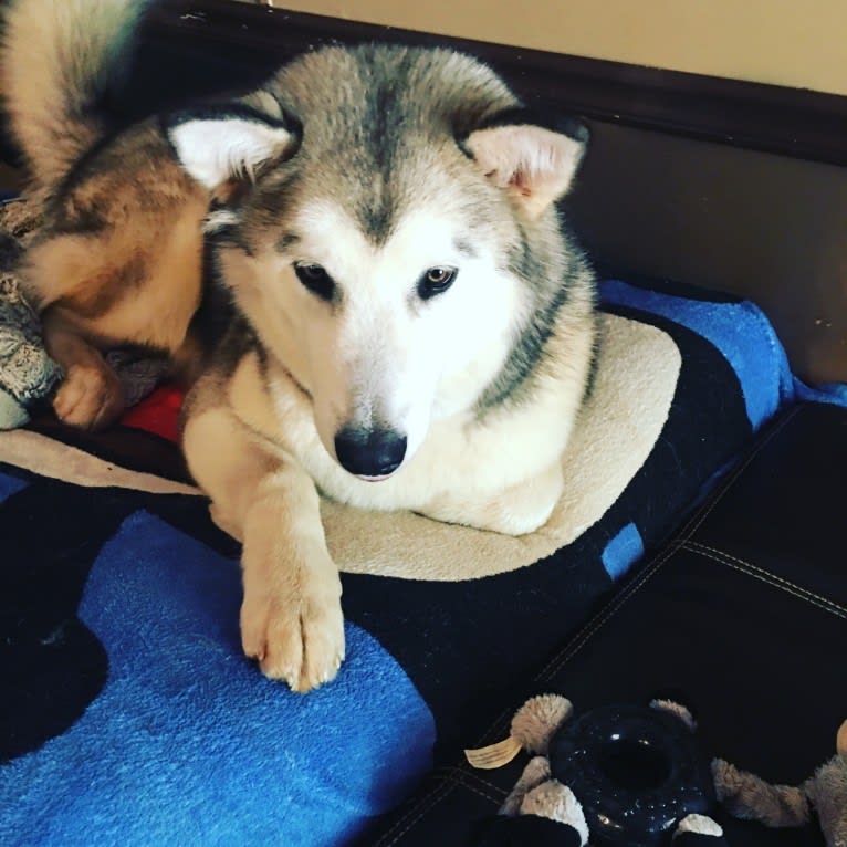 Miya, an Alaskan Malamute tested with EmbarkVet.com