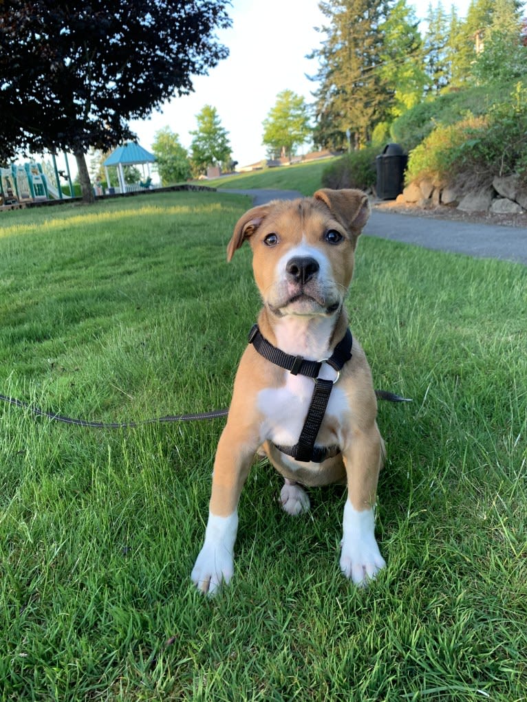 Larry, an American Pit Bull Terrier and American Staffordshire Terrier mix tested with EmbarkVet.com