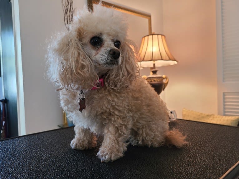 Phoebe, a Poodle (Small) and Shih Tzu mix tested with EmbarkVet.com