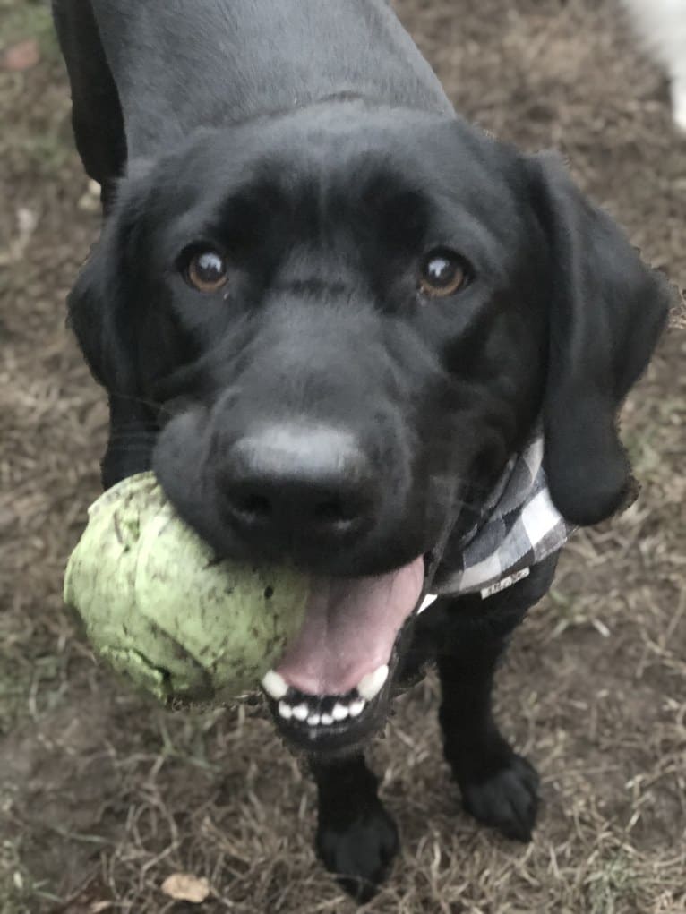 Cally, a Goldador tested with EmbarkVet.com