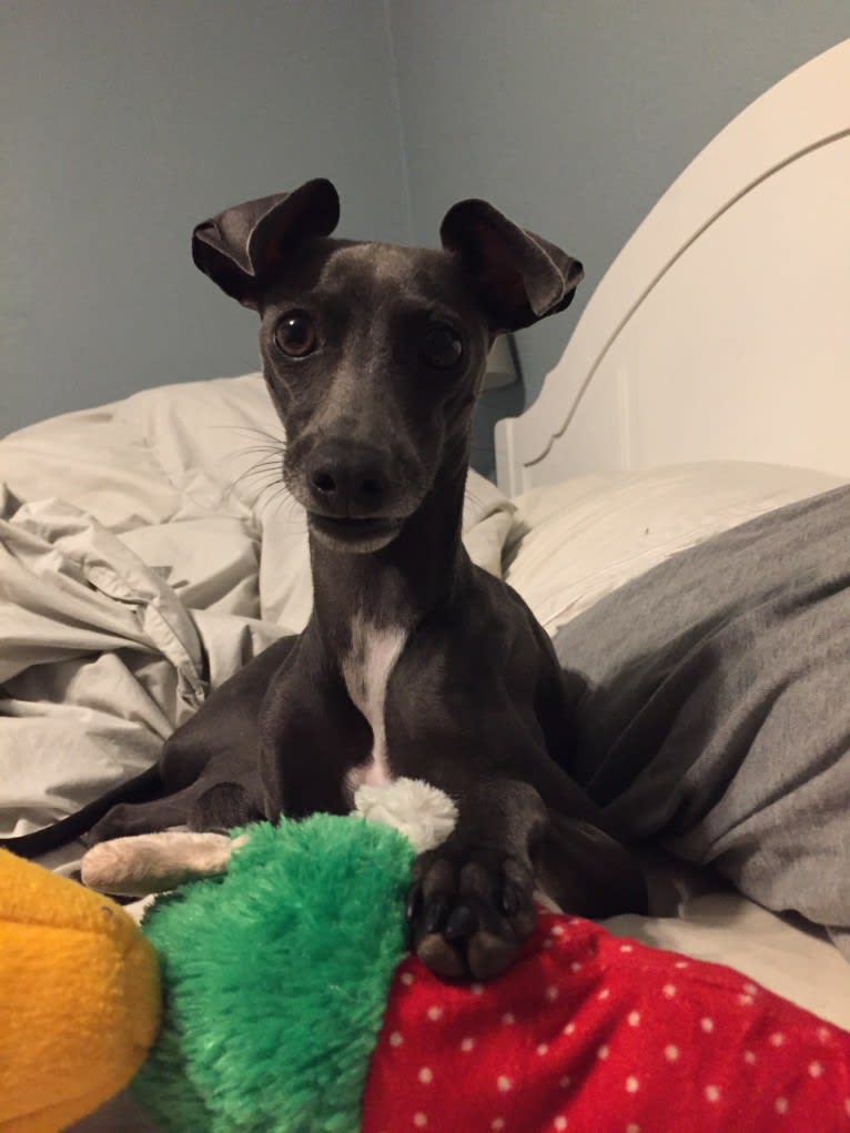 Monty, an Italian Greyhound and Chihuahua mix tested with EmbarkVet.com