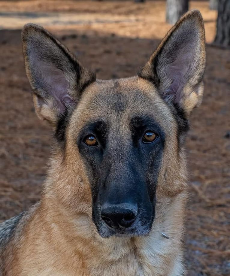 Mai, a German Shepherd Dog tested with EmbarkVet.com