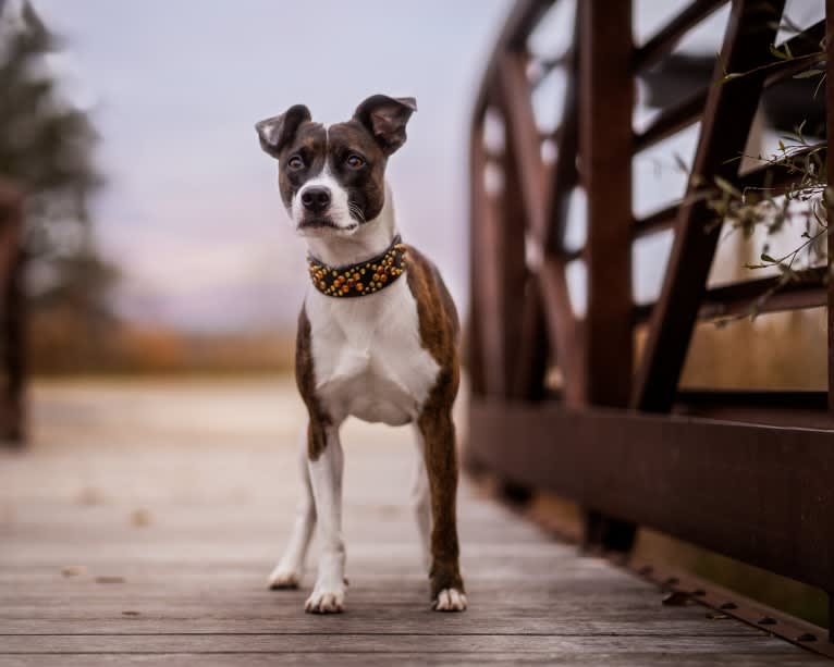 Pan, a Russell-type Terrier and Border Collie mix tested with EmbarkVet.com