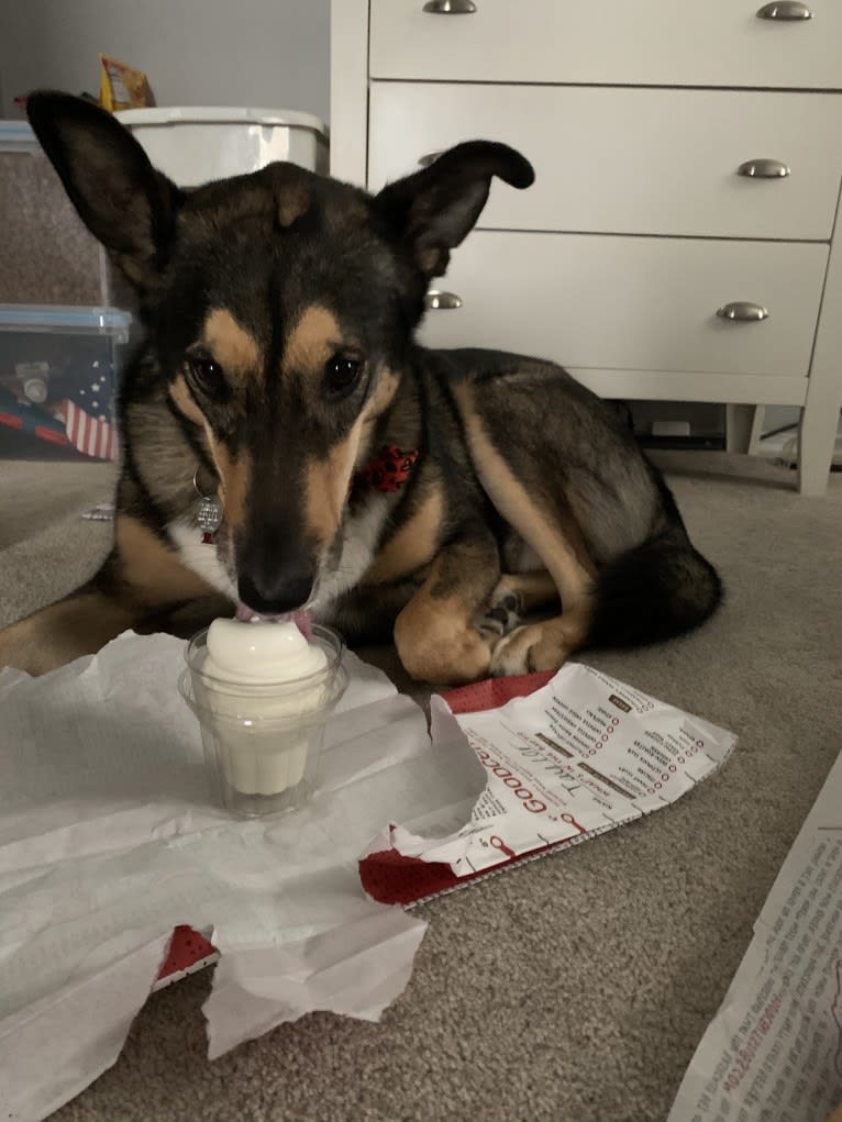 Bauer, an Alaskan Malamute and Shetland Sheepdog mix tested with EmbarkVet.com