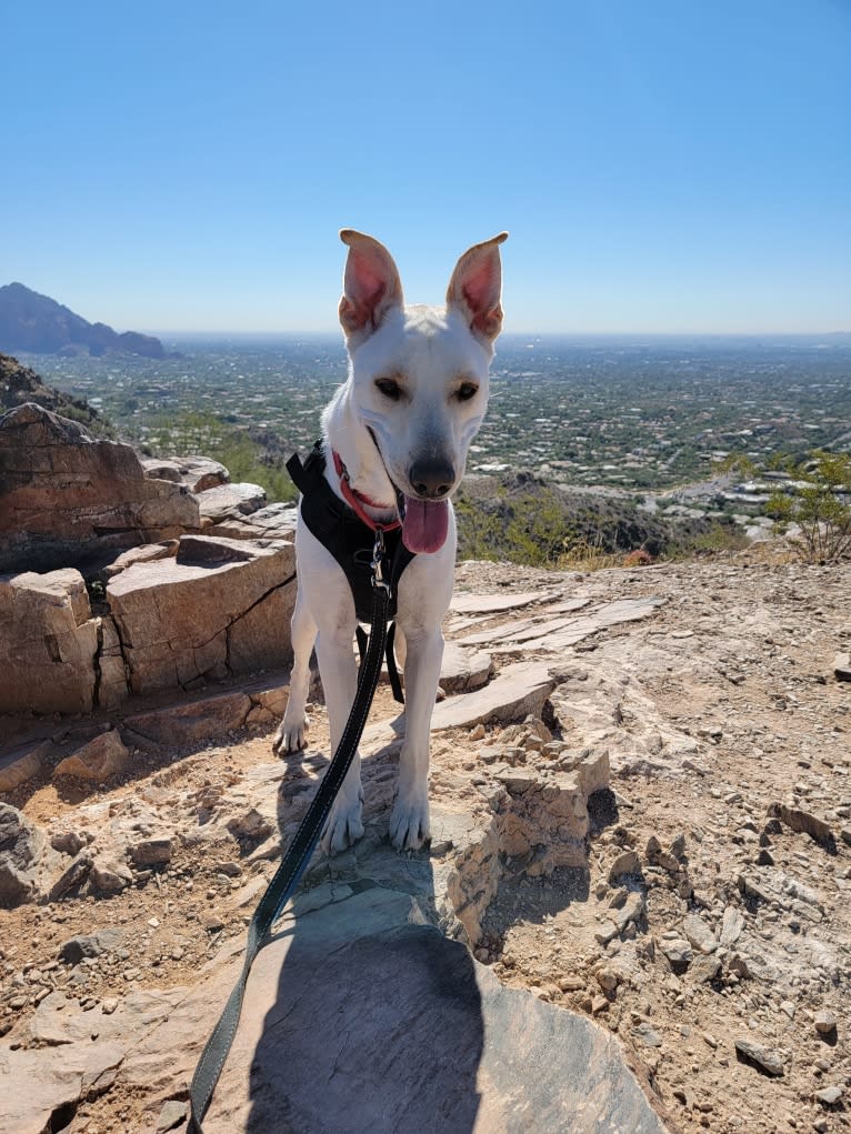 Odin, a German Shepherd Dog and Bulldog mix tested with EmbarkVet.com