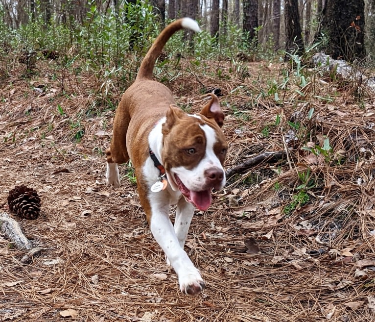 Charlie, an American Pit Bull Terrier and Bulldog mix tested with EmbarkVet.com