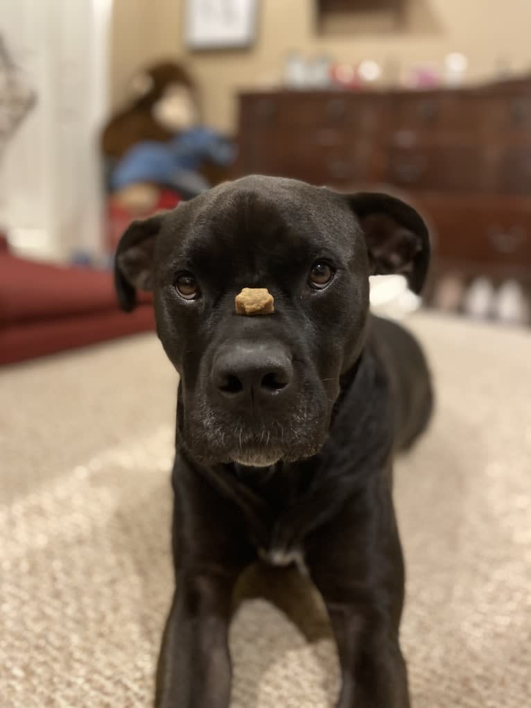 Zhala, a Cane Corso and American Pit Bull Terrier mix tested with EmbarkVet.com