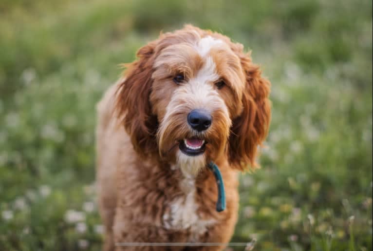 Rio, a Poodle (Standard) and Irish Setter mix tested with EmbarkVet.com