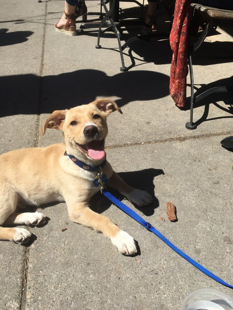 Emilio, a Dachshund and Rat Terrier mix tested with EmbarkVet.com