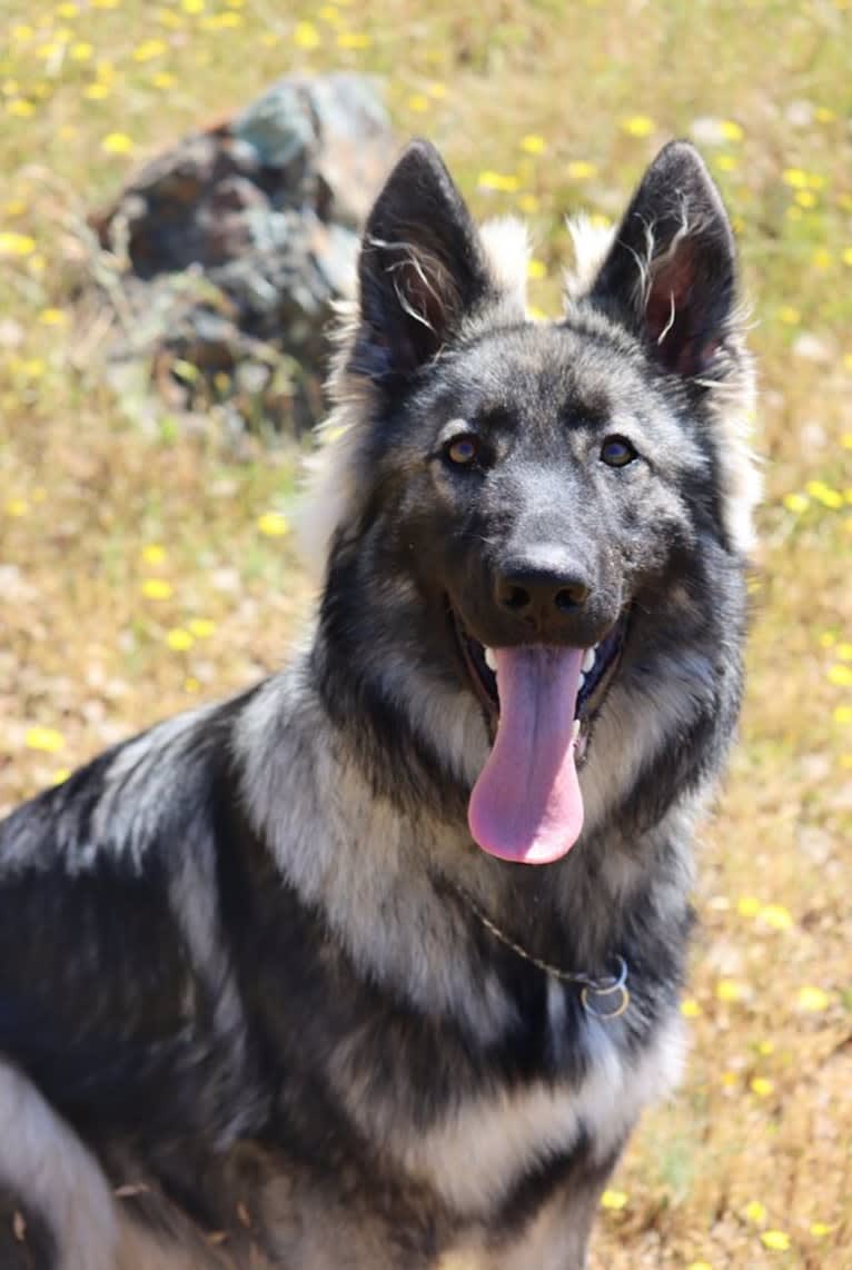 XENA, a White Shepherd tested with EmbarkVet.com