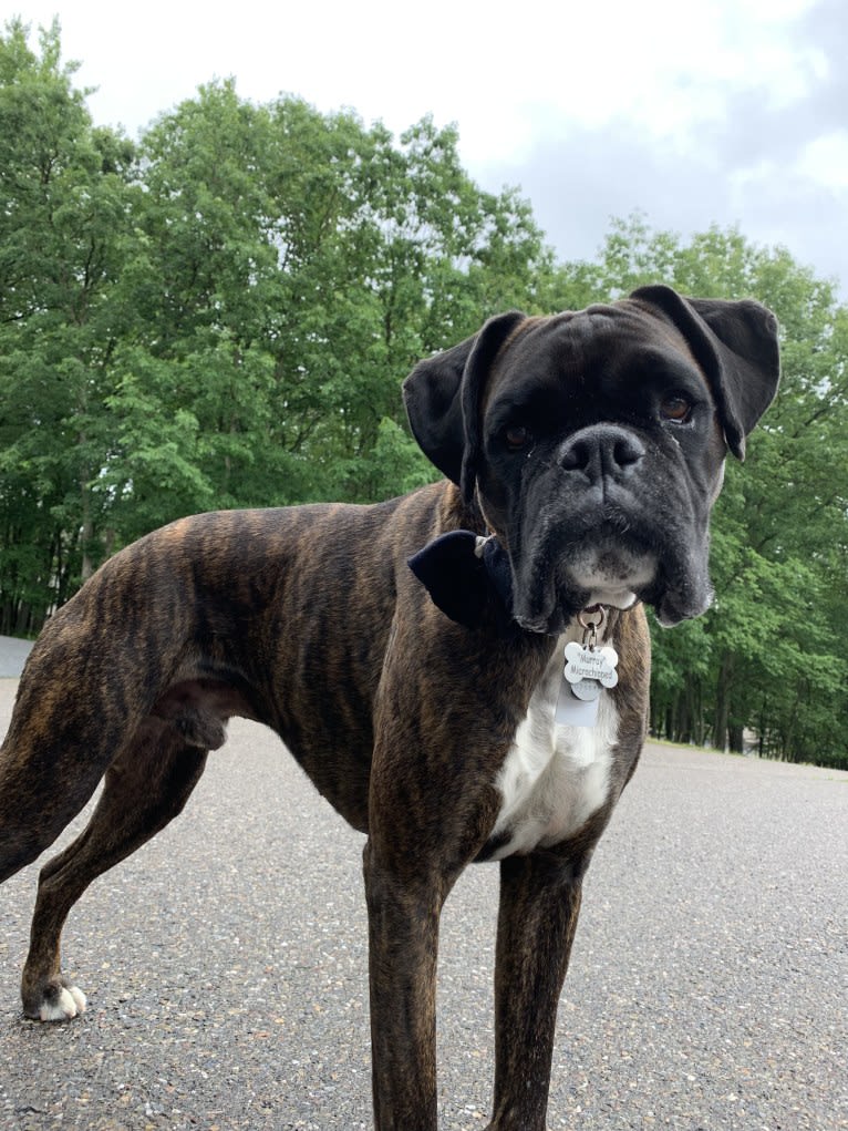 Murray, a Boxer tested with EmbarkVet.com