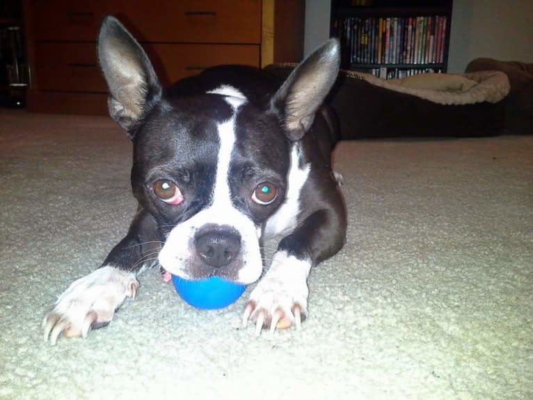 Princess Leia, a Boston Terrier tested with EmbarkVet.com