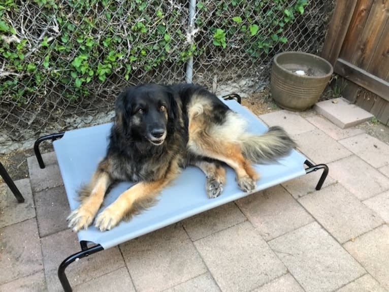 Nina, a Leonberger tested with EmbarkVet.com