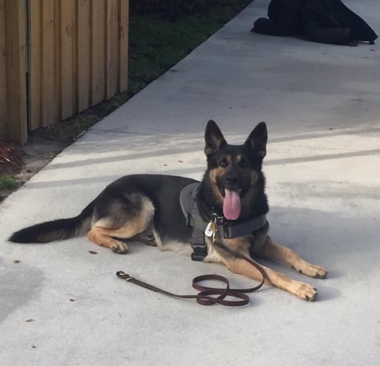 Reef, a German Shepherd Dog tested with EmbarkVet.com