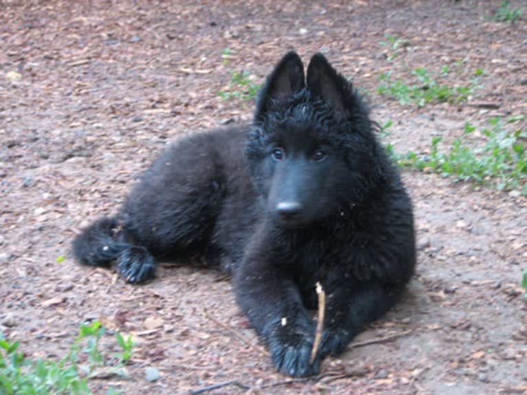 Jackson, a Belgian Shepherd tested with EmbarkVet.com