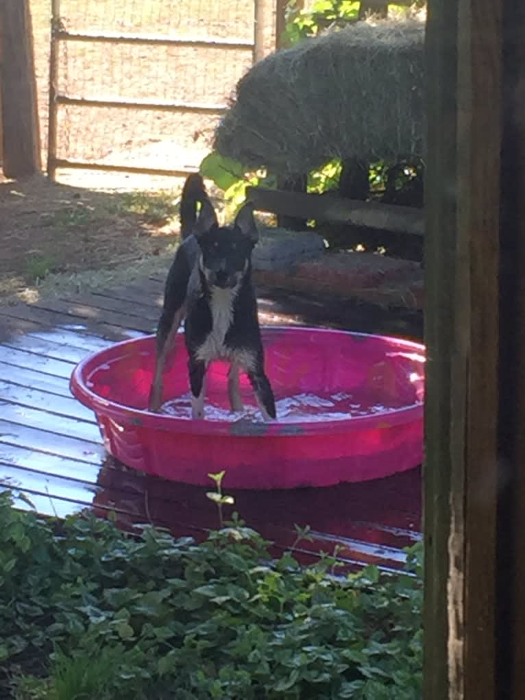 Ollie, a Border Collie tested with EmbarkVet.com