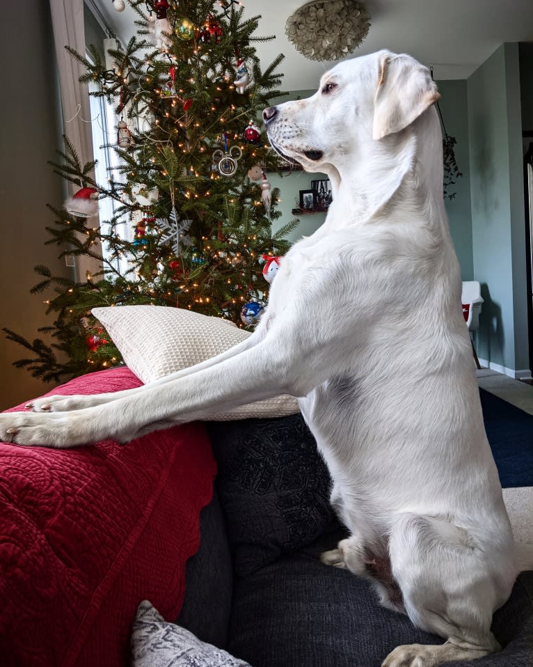 Jack Frost, a Great Pyrenees and Labrador Retriever mix tested with EmbarkVet.com