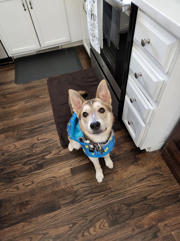 Max, a German Shepherd Dog and Alaskan Malamute mix tested with EmbarkVet.com