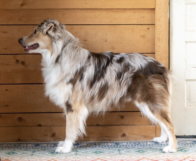 Neville, an Australian Shepherd tested with EmbarkVet.com