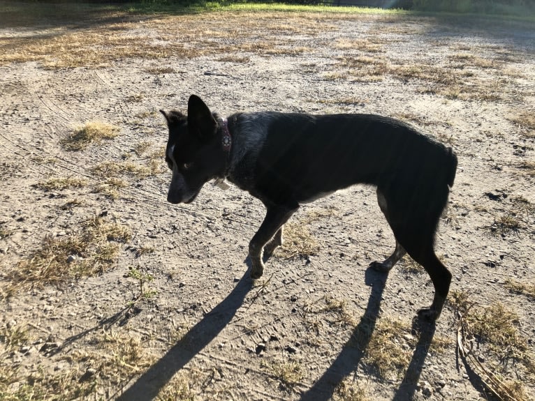 Mist, an Australian Cattle Dog and Australian Shepherd mix tested with EmbarkVet.com