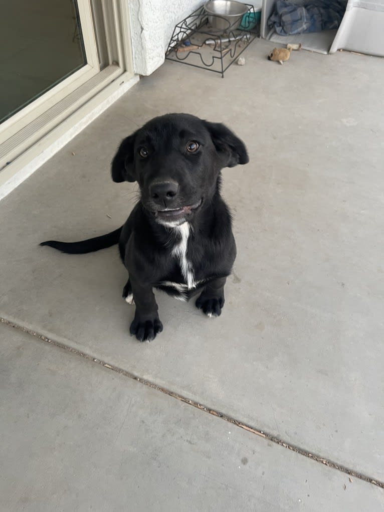 Luc, a Labrador Retriever and Australian Shepherd mix tested with EmbarkVet.com