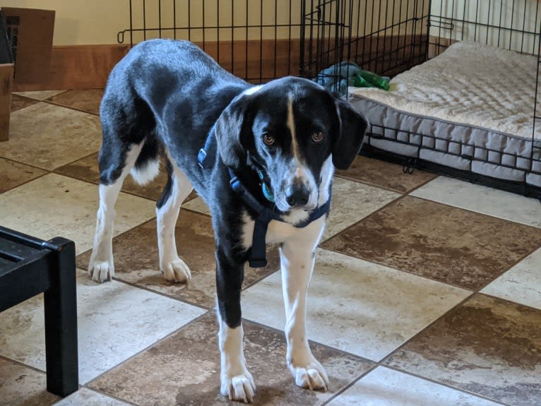 Kuiper, an American Foxhound and Siberian Husky mix tested with EmbarkVet.com