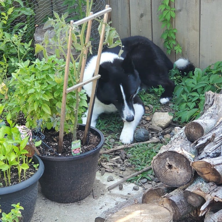 Dumaw Oakenshield, a Karelian Bear Dog tested with EmbarkVet.com