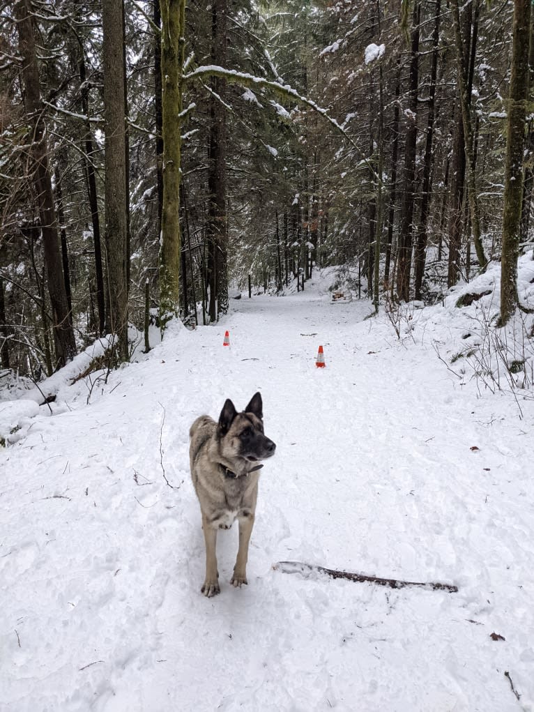 Jasper, a German Shepherd Dog and Akita mix tested with EmbarkVet.com