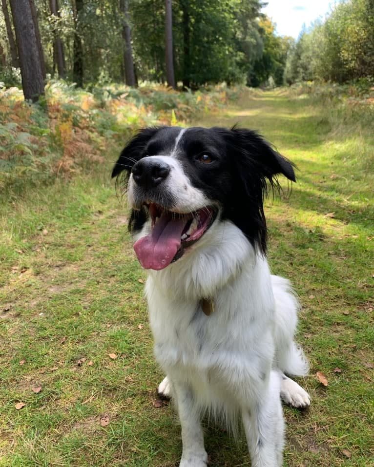 Oliver, a Border Collie and Australian Shepherd mix tested with EmbarkVet.com