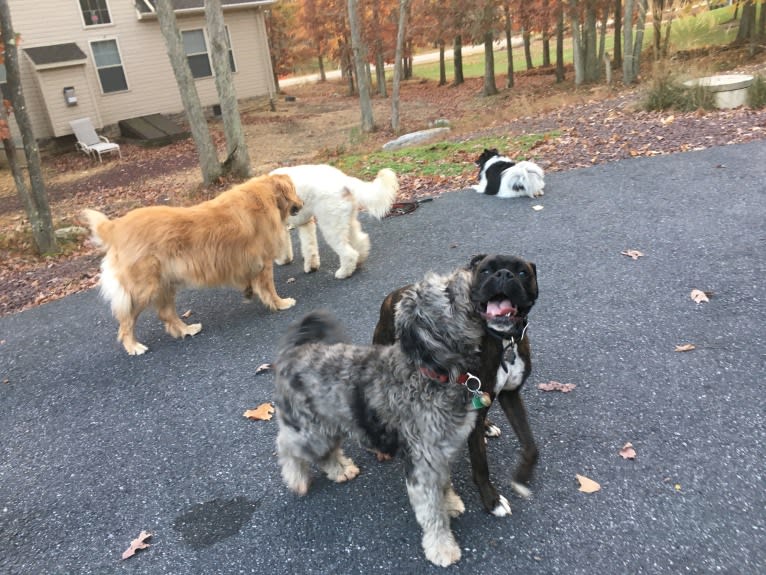 Murray, a Boxer tested with EmbarkVet.com