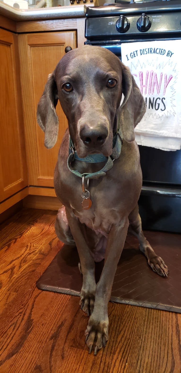 Sophie, a Weimaraner tested with EmbarkVet.com