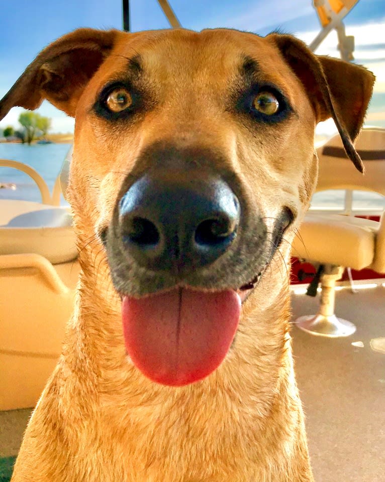 Cooper, a Catahoula Leopard Dog and Border Collie mix tested with EmbarkVet.com