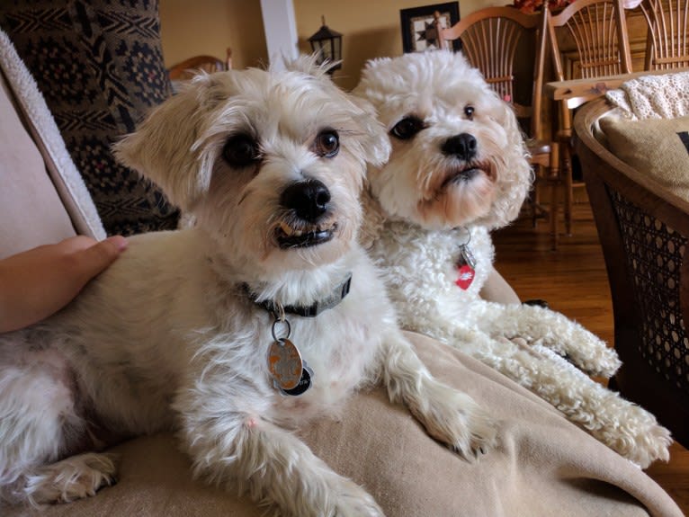 Sammy, a Poodle (Small) and Miniature Schnauzer mix tested with EmbarkVet.com