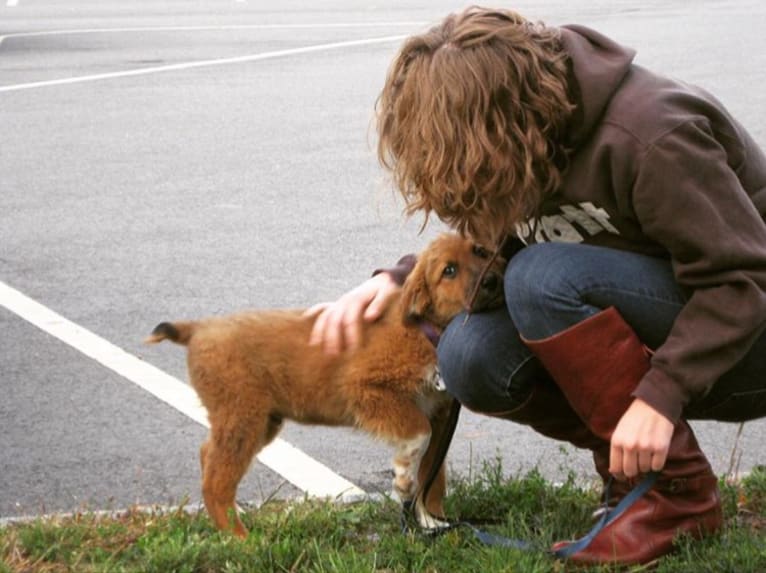 Huxley, a Chow Chow and Rottweiler mix tested with EmbarkVet.com