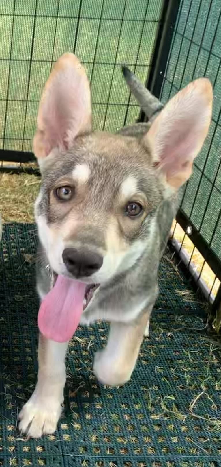 Pepper, a Siberian Husky and Alaskan Malamute mix tested with EmbarkVet.com