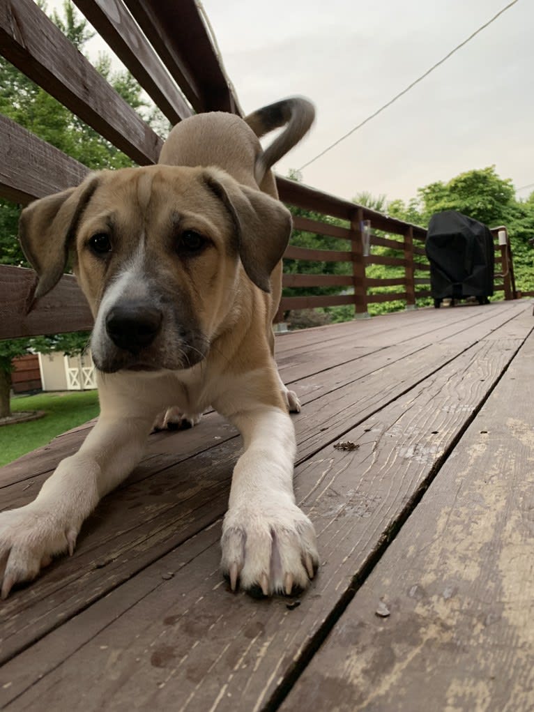 Riggs, a Great Pyrenees and American Pit Bull Terrier mix tested with EmbarkVet.com