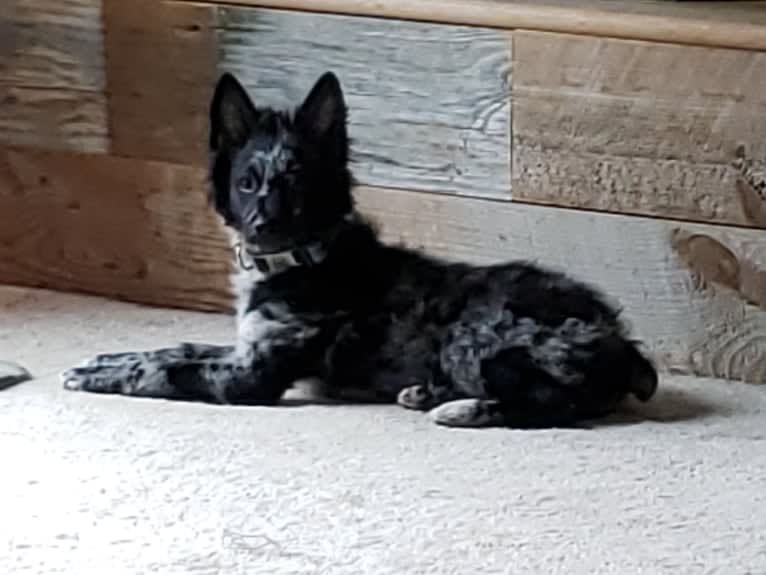 Szép Beau, a Mudi tested with EmbarkVet.com