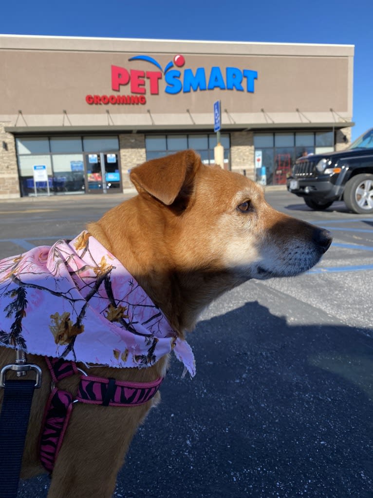 Riley, an Australian Cattle Dog and Labrador Retriever mix tested with EmbarkVet.com