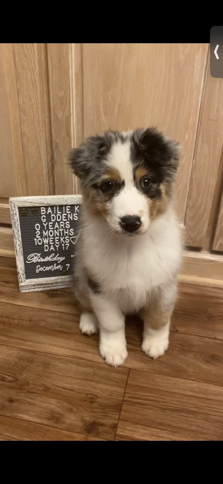 Bailie (Skyecoves Boss Dog is Out Of This World), an Australian Shepherd tested with EmbarkVet.com